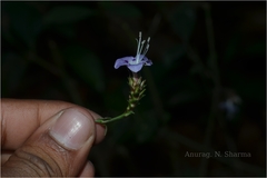 Strobilanthes ciliatus